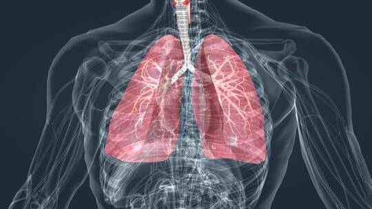 人体医学三维动画肺呼吸肺活量深呼吸支气管