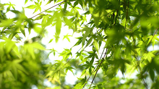 绿枫叶阳光空镜