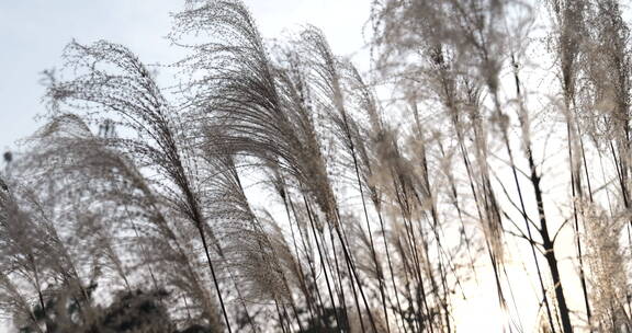 冬日微风下的唯美芦苇草美景景色