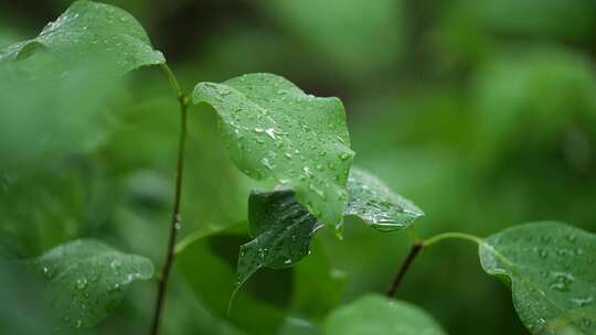 绿叶 树叶雨滴春雨 雨景 大雨 中雨