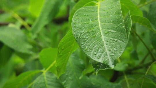 雨中的绿色植物树叶