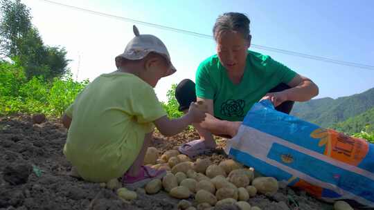 农村农民挖土豆挖洋芋马铃薯土豆土豆收割