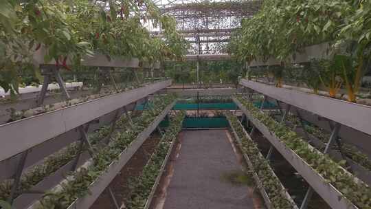 温室大棚农业有机蔬菜种植实拍视频素材模板下载