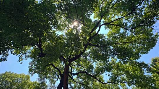 夏日阳光树林实拍