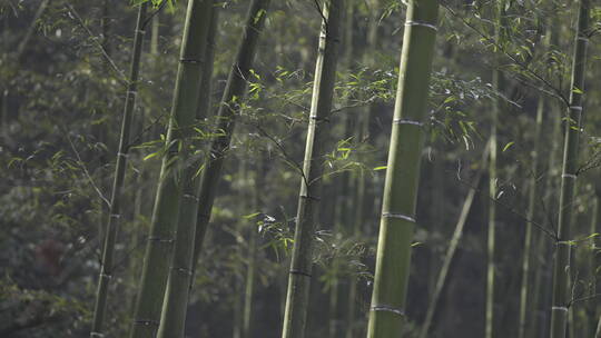 杭州西湖 灵隐寺 园林 森林 山水 庭院 安缦