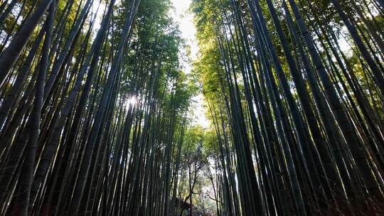 森林，竹子，树，树线