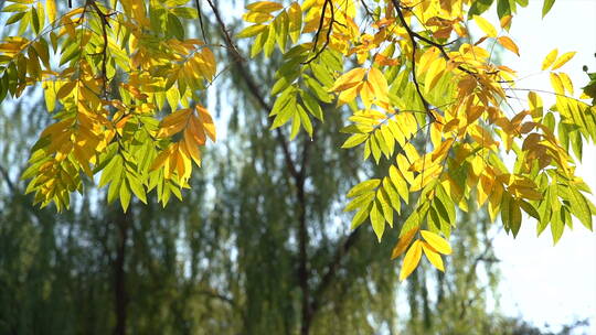 立秋渐渐黄的树叶