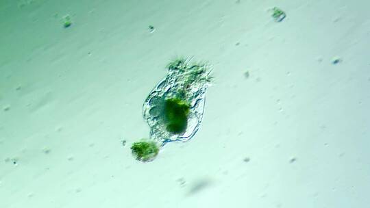 生命科学纪录片素材，显微镜下的生物，轮虫5