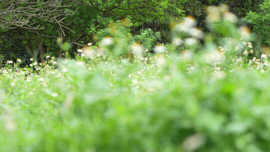 微风中的花丛草丛实拍