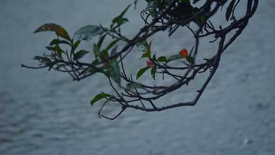 雨中树枝树叶/雨水落在水面上/下雨天