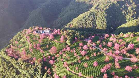 云南大理无量山樱花谷日出冬樱花和茶园航拍