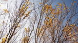 秋天阳光下树枝树叶高清在线视频素材下载