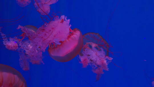 海底世界  水母