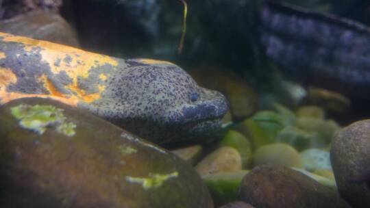 娃娃鱼大鲵水下特写