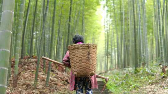 竹笋竹林竹经济竹林竹下经济 农民 背篓锄头