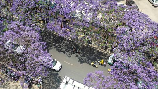 昆明蓝花楹街景