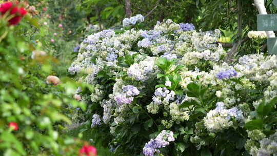 绣球花鲜花植物园植物绿植花园花海