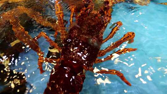 大龙虾 螃蟹 对虾过节 送礼好物（4条）