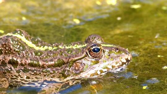 绿蛙在沼泽水中眨眼