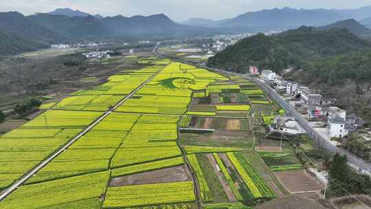 航拍油菜花田