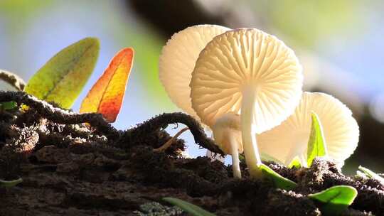 云南野生山林白色蘑菇