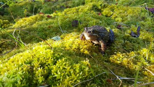 站在苔藓上的青蛙