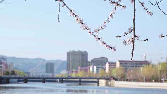 春天河道的粉色樱花与城市背景