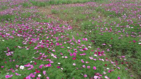 格桑花航拍