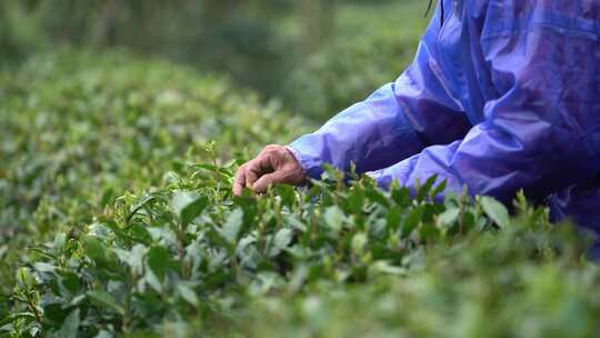 茶叶茶山采茶茶园茶叶红茶绿茶春茶茶叶茶