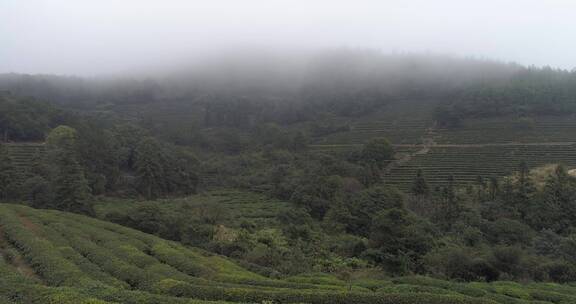 茶园 茶叶 茶 茶山 茶文化