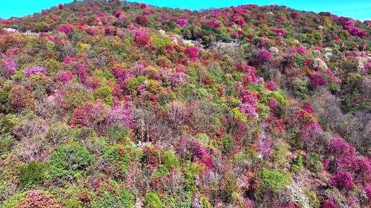 4K航拍贵州黔西南毕节百里杜鹃风景