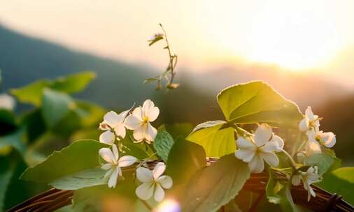 茉莉花 花 茉莉花茶 采茶 (1)