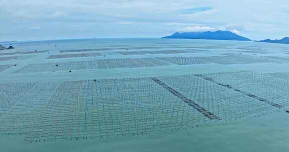 霞浦福建潮间带紫菜养殖0106