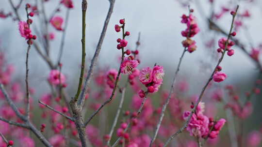 晴朗天气下西溪湿地盛开的梅花树