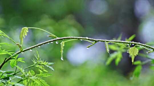 夏季下雨天山林植物树叶水珠特写