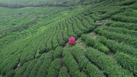 杭州余杭王位山釜托寺茶园航拍