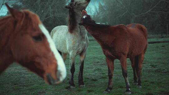 两匹马在草地上玩耍