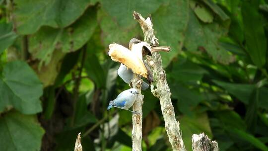 小鸟在吃挂在杆子上的香蕉