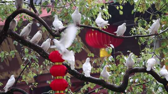 杭州法喜寺下雨天栖息在树枝上的鸽子