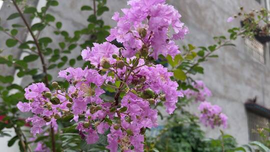 芝麻开花特写