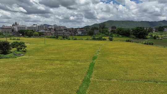 中国农业农村粮食农民丰收乡村振兴宣传片