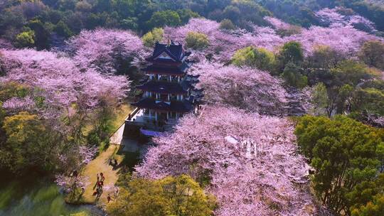 鼋头渚樱花