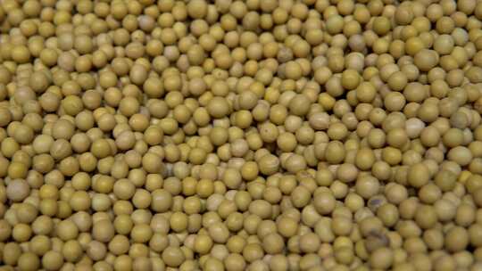 黄豆豆子豆农产品农作物优质黄豆视频素材模板下载