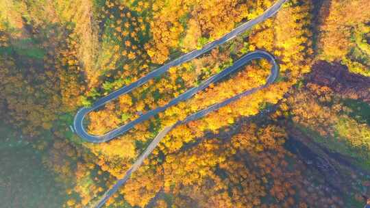 秋天 道路 金黄