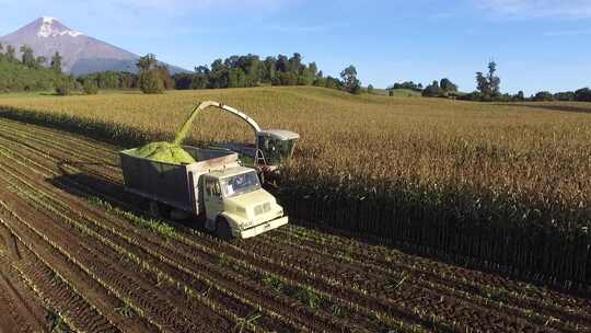 玉米地收割 农用收割机