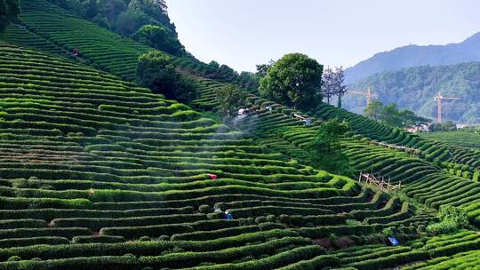 无人植保机茶园茶山打药