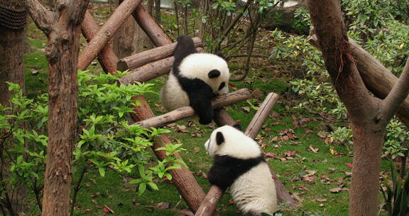 顽皮活波好动的大熊猫幼崽追逐玩耍打闹