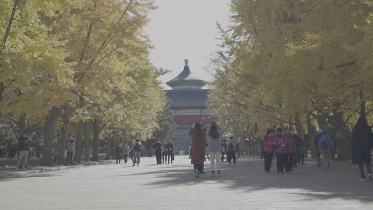 天坛秋天 北京秋天 天坛银杏