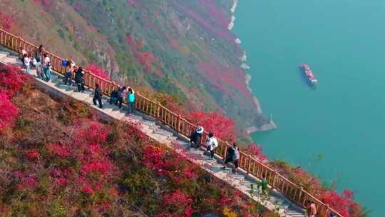 长江三峡巫峡红叶