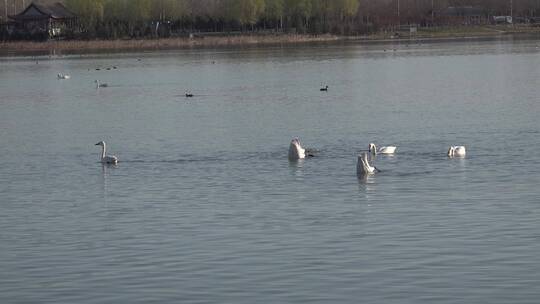 湿地湖泊保护鸟类白天鹅水中觅食3视频素材模板下载